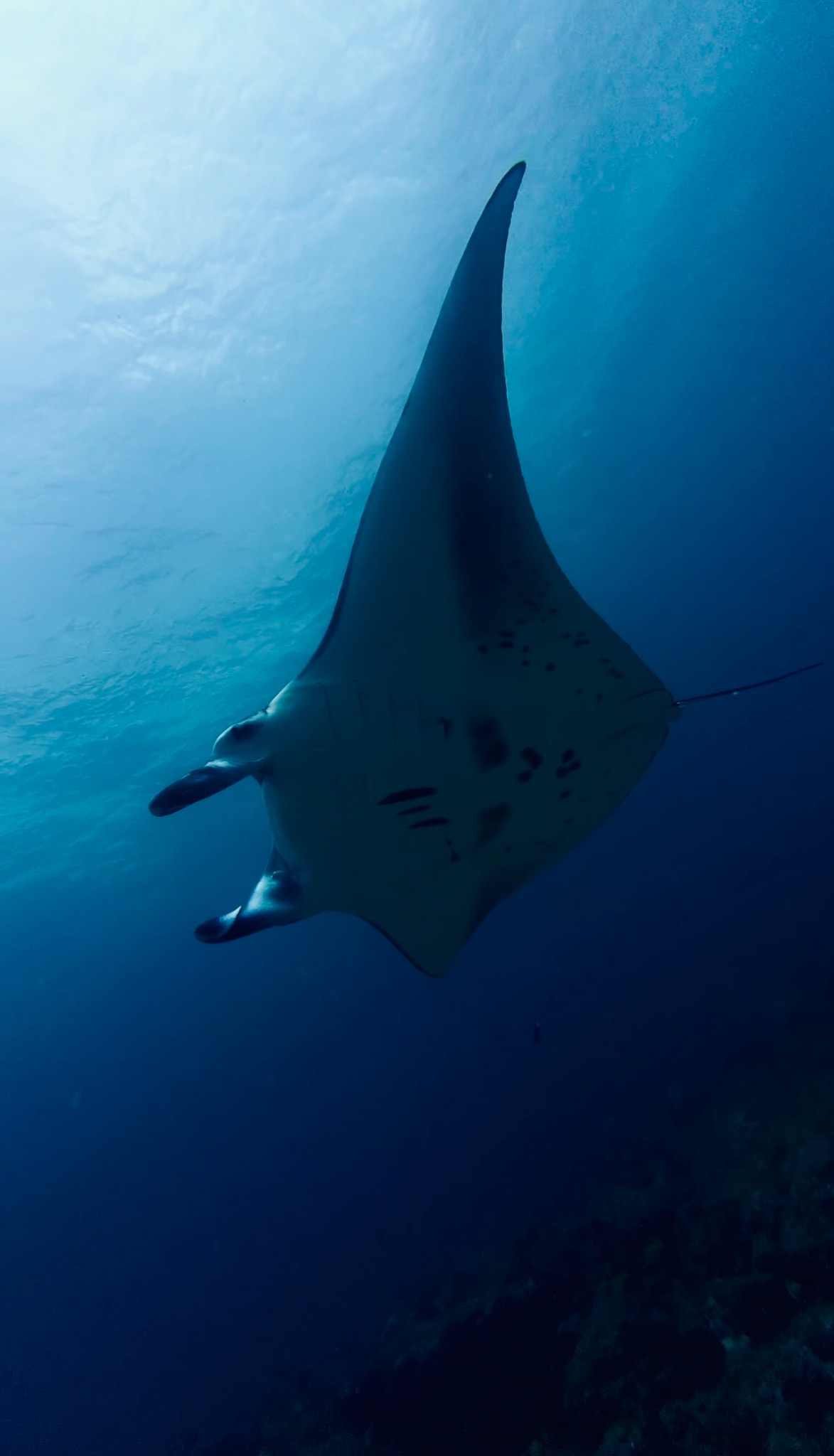 Manta ray swimming overhead while diving in the Maldives